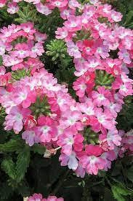 Seedsqlty Verbena flower seeds all season Seed(15 per packet)