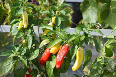 AFARTIOBINA 20 PCS CHILI SEEDS-A02 Seed(20 per packet)