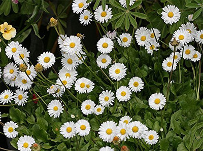 Epazo English Daisy Mixed Colour Flower Seeds Good Germination Seed(14 per packet)