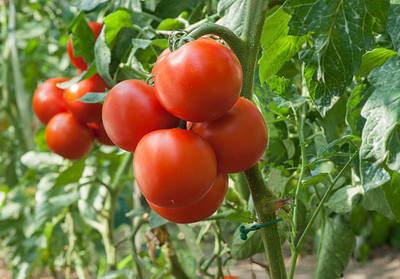 Radhakrishna tomato Seed(85 per packet)