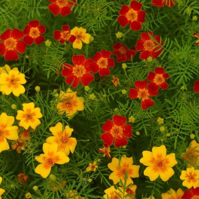 Biosnyg Signet Marigold Flower Garden Seeds - Gem Series - Mix-[250 Seeds] Seed(250 per packet)