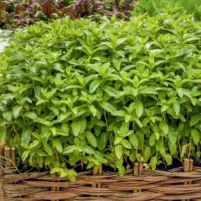 VibeX XLL-86 - Spearmint - (150 Seeds) Seed(150 per packet)