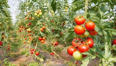 ELANHOOD tomato Seed(135 per packet)