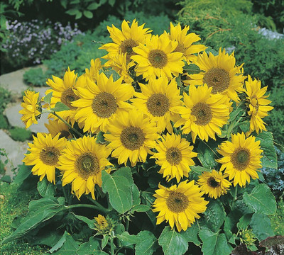 BSARKAR Miniature sunflower seed, Sunflower seed Seed(30 per packet)