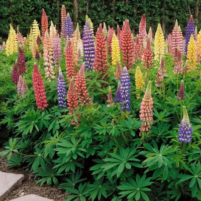 JRYU Lupin Pixie Dwarft Mixed Flower Seed(110 per packet)
