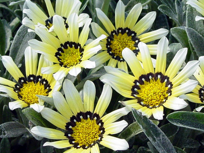 Quentova Gazania Trailing Gray Leaf White-GBPUT-22F Seed(40 per packet)