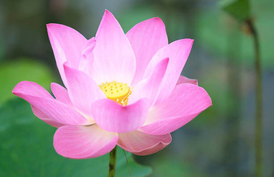 ARTA lotus,kamal gatta Seed(15 per packet)