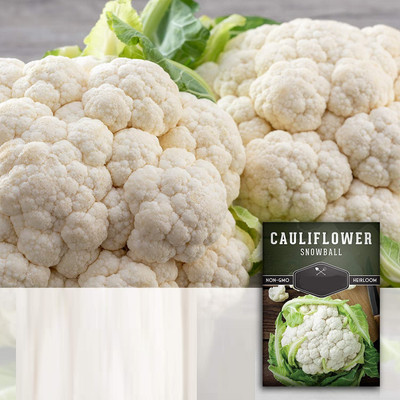 CYBEXIS XLL-1 - Cauliflower White Gem - (1350 Seeds) Seed(1350 per packet)