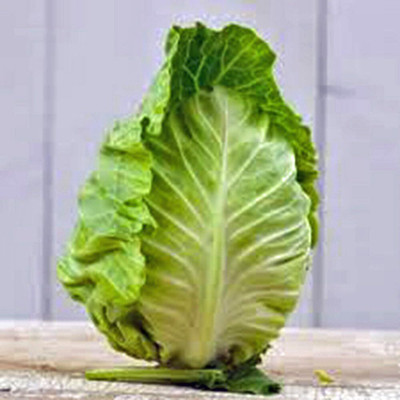 WILLVINE ROX -XVI Cabbage Seed, Charleston Wakefield [2.5g] Seed(750 per packet)