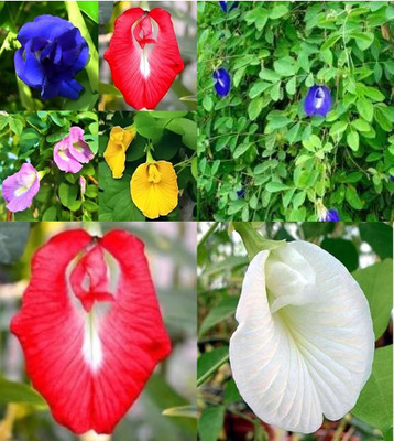 sbains Aparajita Seeds Nilkanth Gokarna Flowers Plant no of seeds 31 Seed(31 per packet)