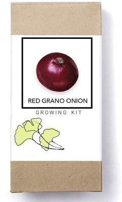 Biosnyg Grano Red Onion[500 Seeds] Seed(500 per packet)