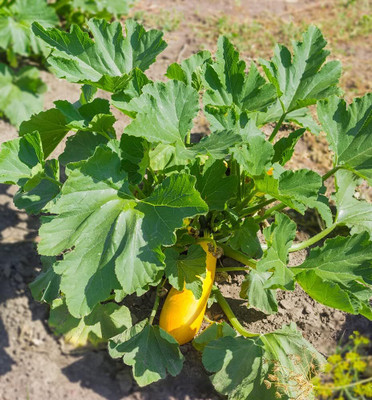 Qualtivate RES-4A Yellow Straightneck Summer Squash Seed(30 per packet)