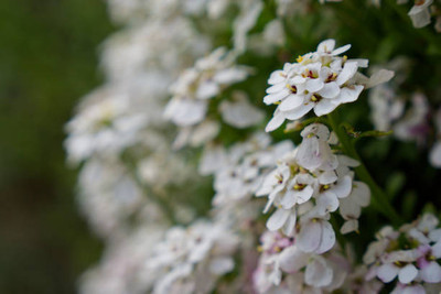 WILLWE gypsophila flower Seed(50 per packet)