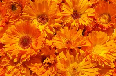 R-DRoz Calendula Double Flowers Fine Quality Seeds - Pack of 30 Seeds Seed(30 per packet)