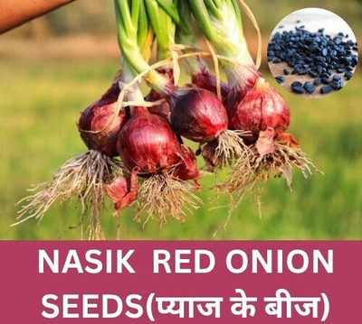 DEYS AGRO ™ onion seeds,hybrid red nasik onion Seed(330 per packet)