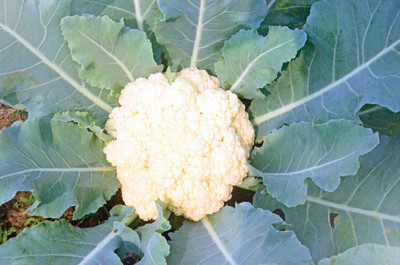 Epoojacart white cauliflower,gobhee seeds Seed(13 per packet)