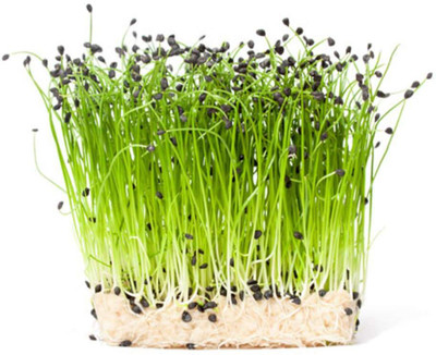 WILLVINE GBPUT -III Onion - Microgreens [50g] Seed(30000 per packet)