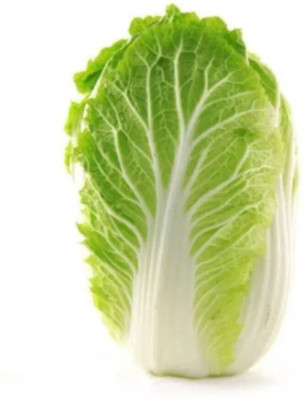 Quentova Chinese Cabbage Organic-4H-XIL Seed(250 per packet)