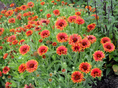 SEEDSSIDE GAILLARDIA (BLANKET FLOWERS) Seed(20 per packet)