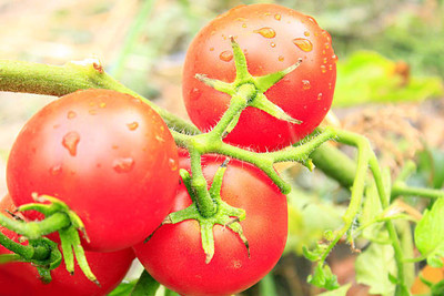 Aavik tomato Seed(130 per packet)