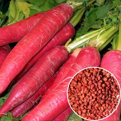 Nelgates Vegetable Radish red seeds for home gardening, pot plants terrace garden Seed(50 per packet)