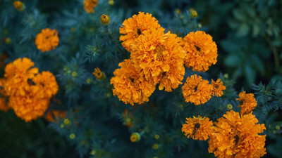 SeeGreen farm marigold,gende ka phool seeds Seed(22 per packet)
