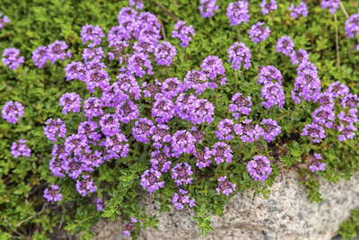 VibeX PUAS-9 - Creeping Thyme Ground Cover - (1350 Seeds) Seed(1350 per packet)