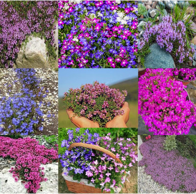 CYBEXIS PUAS-9 - Magic Carpet Creeping Thyme - (450 Seeds) Seed(450 per packet)