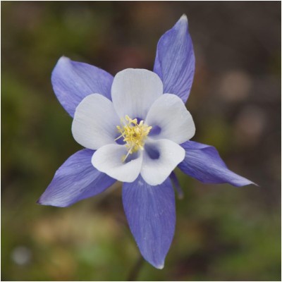 Biosnyg QAN-35 Giant Star Columbine Mix (Aquilegia caerulea)-[50 Seeds] Seed(50 per packet)