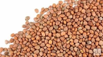 MAA Radish Red, Muli Seed(136 per packet)