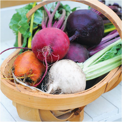 WILLVINE F1 Hybrid Rainbow Beetroot Mixture (Beta vulgaris) -500 Seeds Seed(500 per packet)