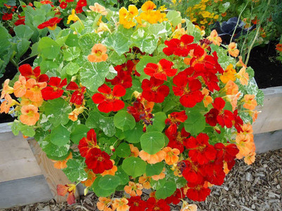 VibeX Nastartium Mixed Color Seeds(200 Seeds) Seed(200 per packet)