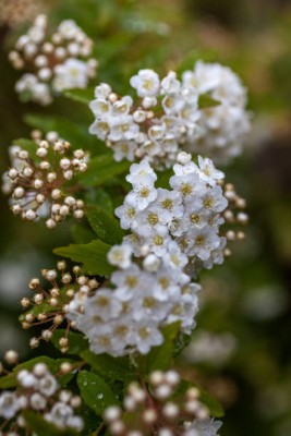 NATURAL LIVE gypsophila flower Seed(200 per packet)