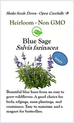 CYBEXIS PAU-11 - Blue Bedder Sage (Salvia farinacea) - (1350 Seeds) Seed(1350 per packet)