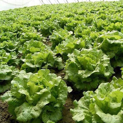 CYBEXIS Thick Leaf Lettuce Seeds4000 Seeds Seed(4000 per packet)