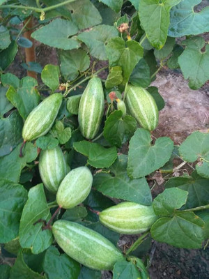 ibains Parwal vegetable seeds desi Seed(37 per packet)