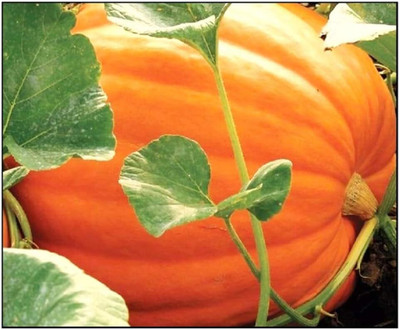 Qualtivate RES-7A Big Max Pumpkin Seeds Seed(50 per packet)