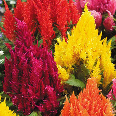 Aywal Celosia Pulmosa Mixed Flower Seeds Seed(40 per packet)