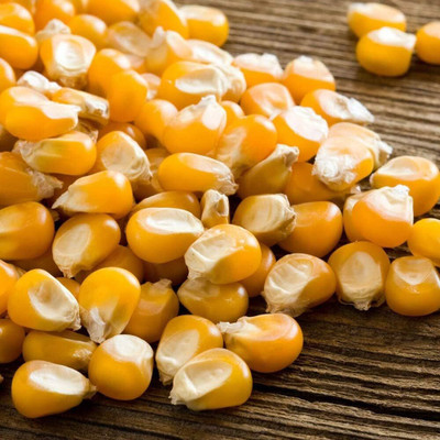 KNESSiN Corn Seed(200 per packet)