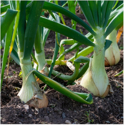WILLVINE VNR -IX White Sweet Spanish Onion Seeds [10g] Seed(7500 per packet)