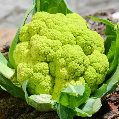 WILLVINE SCI -XII Good Germination Green Cauliflower Phool Gobhi[2.5g, 750 Seeds] Seed(750 per packet)