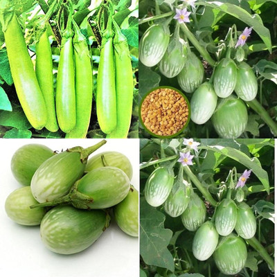ibains Brinjal Seeds Seed(90 per packet)