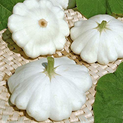 VibeX ® RXI-438 White Patty Pan Zucchini Squash Seed(100 per packet)