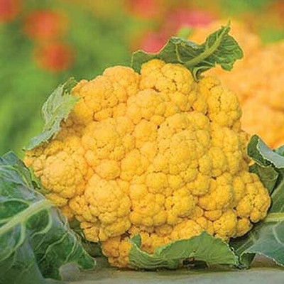 WILLVINE SYN -II Good Germination Yellow Cauliflower [10g, 3000 Seeds] Seed(3000 per packet)