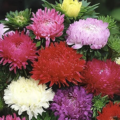 SeedSutra ™️ Aster Hybrid Double Mixed Flower Seed(100 per packet)