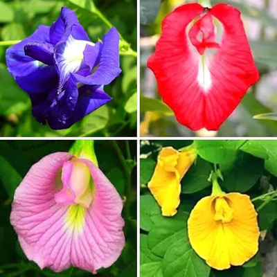 GREENSEA Butterfly Pea/Aparajita Seeds for Home Garden | Easy Growing Seed(30 per packet)