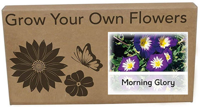 CYBEXIS Morning glory Flower Seeds-50 Seeds Seed(50 per packet)