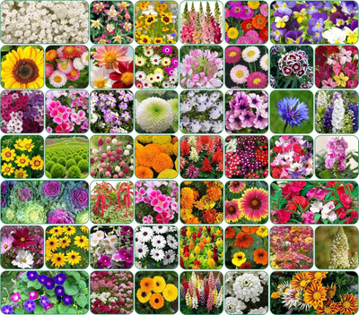LPR MIX COMBO, FLOWER COMBOO Seed(20 per packet)