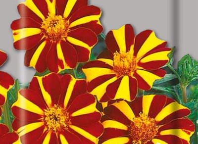 CYBEXIS LX-81 - Madjestic Marigolds Tagetes - (2250 Seeds) Seed(2250 per packet)