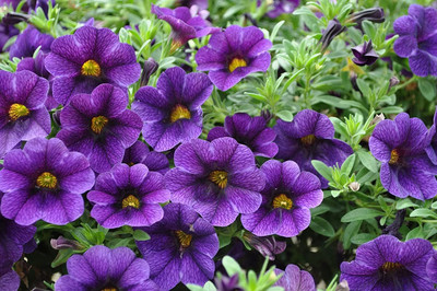 Lorvox Cineraria Early Perfection Mixed Seed(13 per packet)
